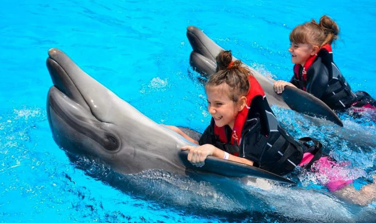 Swimming with Dolphins in Sharm El Sheikh