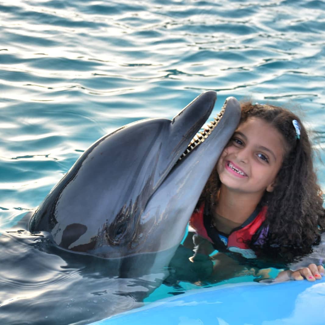 Swimming with Dolphins in Sharm El Sheikh